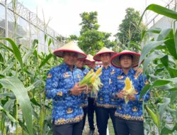 Dukung Program Ketahanan Pangan, Rutan Batam Sukses Panen Jagung Sebanyak 250kg