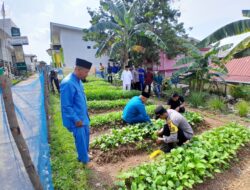 Dukung Program Pemerintah, Panen Sayur Hasil Perkebunan Polsek Bulang